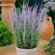 Perovskia Blue Spire - Russian Sage Aromatic Garden Shrubs