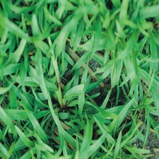 Carpetgrass Seeds "Premium Grade Coated" 1 Lb.
