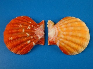 Pecten langfordi Sunrise Shell Jewelry Hawaii Shell WOW!!!!