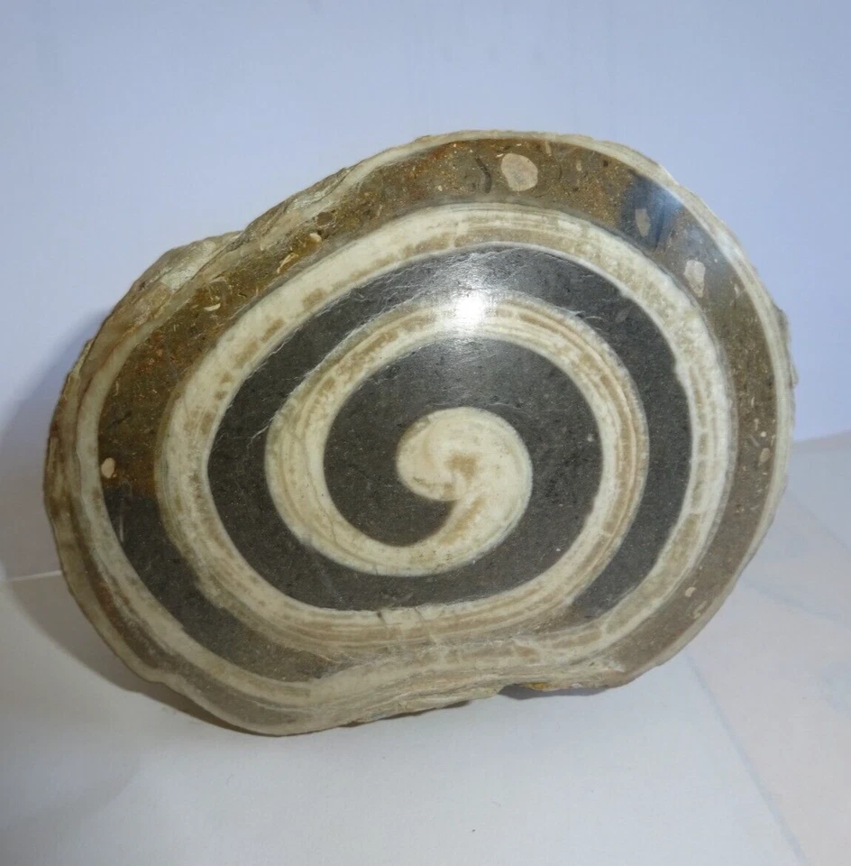 versteinerte Schnecke, ca. 770 Gramm schwer, ca. 80 x 80 x 65 mm - Bild 2 von 4