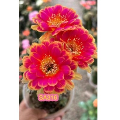 Cactus Succulent Plant Lobivia Home Garden Beautiful Flowering Plants 3-4cm