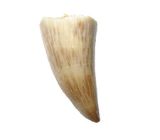 Cretaceous mosasaur reptile tooth fossil Thalassotitan anterior display #A3