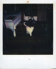 Old Vintage Photo COLOR POLAROID WHITE CAT IN ROOM INSTANT PHOTOGRAPH SNAPSHOT