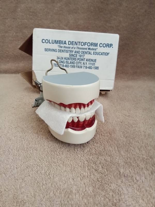 COLUMBIA DENTOFORM DENTISTRY TRAINING TEETH DISPLAY TEACHING TOOL MADE IN U.S.A.