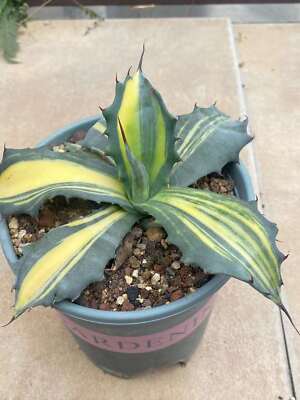 RareSucculent Plant Agave salmiana Variegated Garden Boutique 10-15CM
