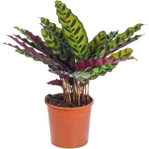 Rattlesnake Plant for Home or Office 40-50cm Potted Indoor Houseplant - Picture 2 of 5
