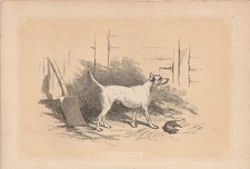 Terrier Hunde Hunderassen kolorierter Holzstich von 1851 Bicknell