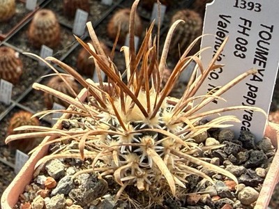Toumeya papyracantha FH083 - grafted plant,  - VERY RARE!!