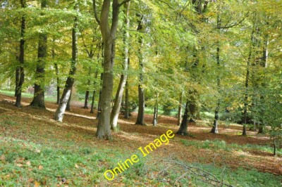 Photo 6x4 Batsford Arboretum Beech trees in Batsford Arboretum. c2013