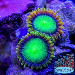 coralSLover | eBay Stores