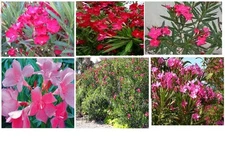 Pink Fushia Oleander Beautiful Flowered Bush Shrub Trees 15 + Seeds USA Seller