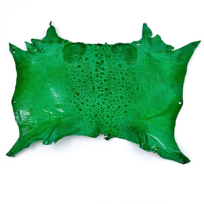 Bufo Marinus Cane Toad Skin Taxidermy Dyed Leather Glossy Bright Kelly Green