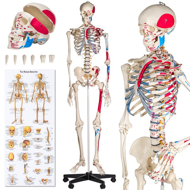 Squelette Anatomie Et Physiologie