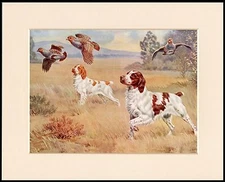 BRITTANY SPANIEL GREAT GUN DOG PRINT MOUNTED READY TO FRAME