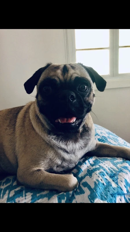 gumtree dogs north east