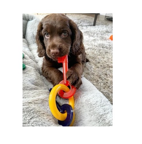 Puppy Teething Keys, Rings or Pacifiers Durable Dog Dental Health Chew Toys - Picture 24 of 63