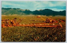 Postcard Pineapple Harvesting, Libby's Modern Machinery, Hawaii Unposted