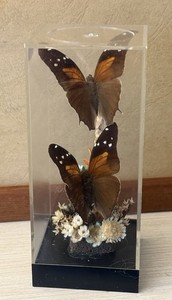 Vintage Butterfly Collection | eBay