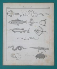 MARINE LIFE Amhibia Crocodile Turtle Sun Fish Sea Dragon - 1828 Antique  Print