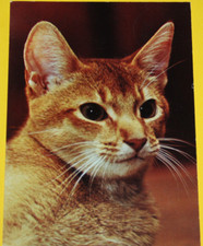 AK. Tierpostkarte Katze, Kätzchen, gelaufen ...