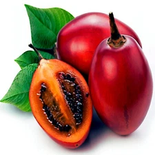 Tamarillo Tree Tomato Seeds Yields 60+lbs of Garden Fruit! Fast Growing Plant