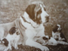 Foto Linda Divertida Gulliver y los Liliputianos Perro y Cachorros De Colección