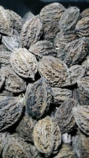  Butternut tree seeds (Juglans cinerea) aka White Walnut seeds 1 LB (50) Edible