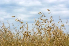 100 seeds -Oats Starter Pack- Cat Grass-  Cereal & flour Grain- All Natural Seed