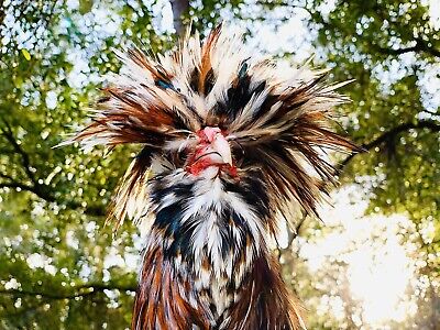 s Smooth AND Frizzled Polish Chicken Hatching EGG Standard Size