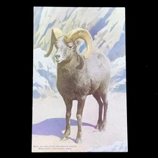 Big Horn Mountain Sheep Zoological Park Society Postcard Vintage New York USA
