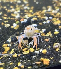 "Fireball  - LIVE Procambarus Clarkii Crayfish- Home tank raised