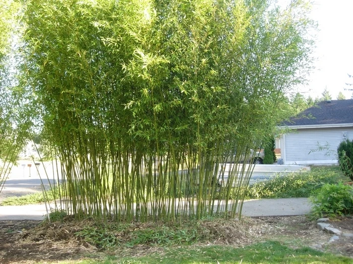 David Bisset Bamboo Plant /Phyllostachys-VERY COLD HARDY DOWN TO -15 DEGREES b - Image 3 of 4