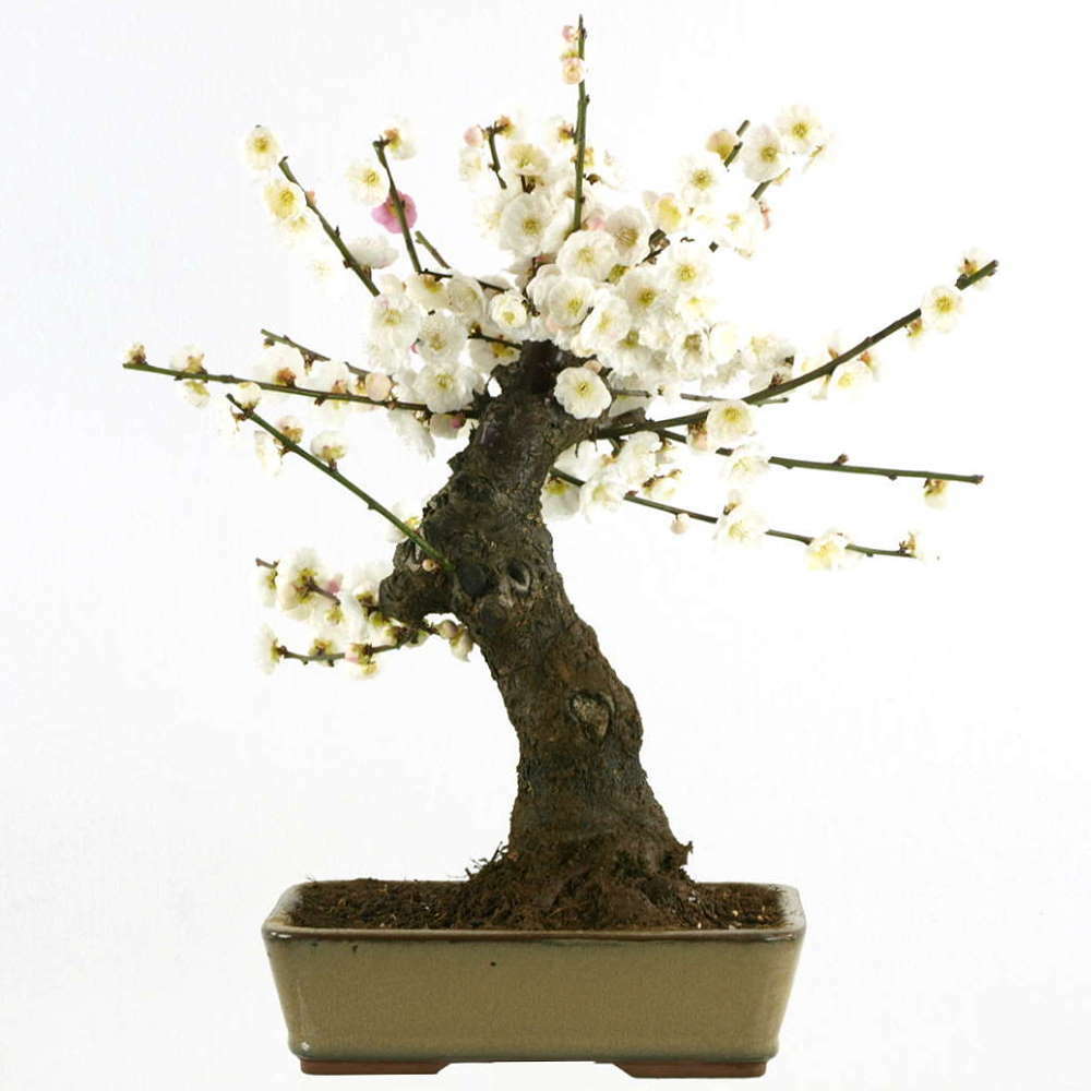 Albicocca giapponese, Bonsai, 16 anni, 38cm (161-11) Albicocca giapponese, Bonsai, 16 anni, 38cm (161-11)