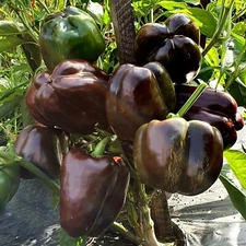 Chocolate Bell Pepper Seeds, Sweet Heirloom, Non-GMO, Free Shipping