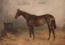 Racehorse Pretty Polly offspring of Admiration and Gallinule OLD PHOTO