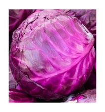 Cabbage Seeds for Planting - Plant & Grow Red Acre Cabbage in Your Home Outdo...