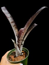 Billbergia for sale - eBay