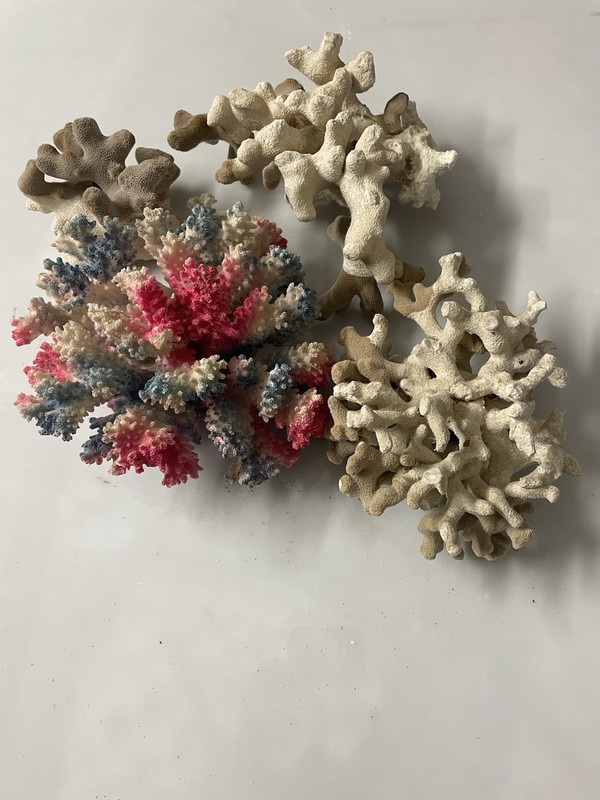 Lot Of Natural Coral Reef Cluster Marine Mineral 