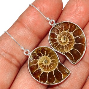ammonite fossil