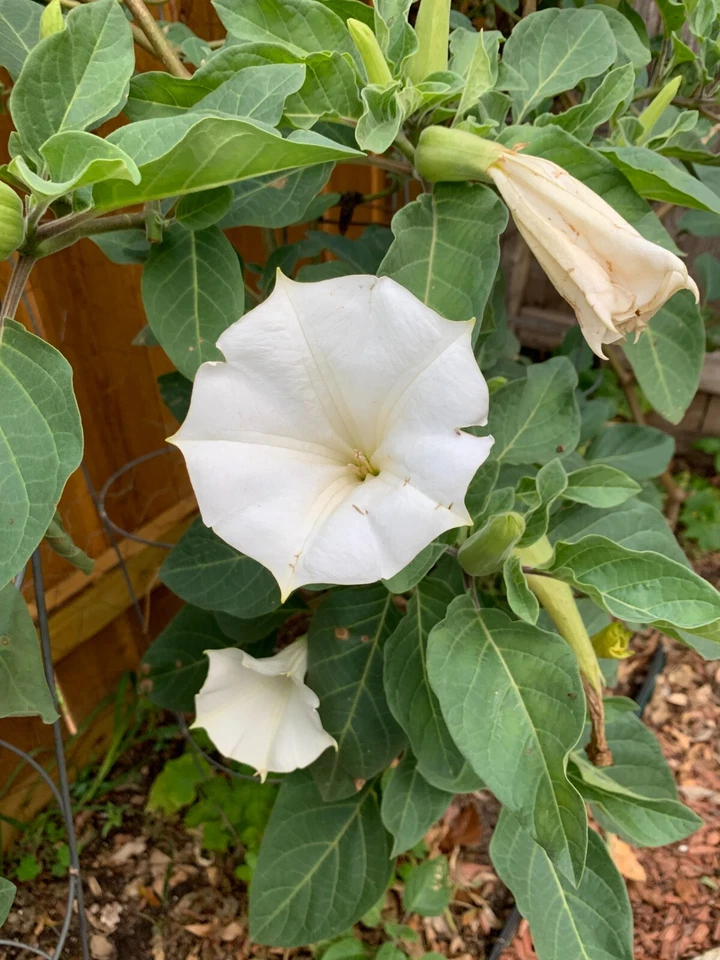 100+ Angle's Trumpet, Datura White Moon Flower, Texas Seeds, GREAT germination! - Image 2 of 4