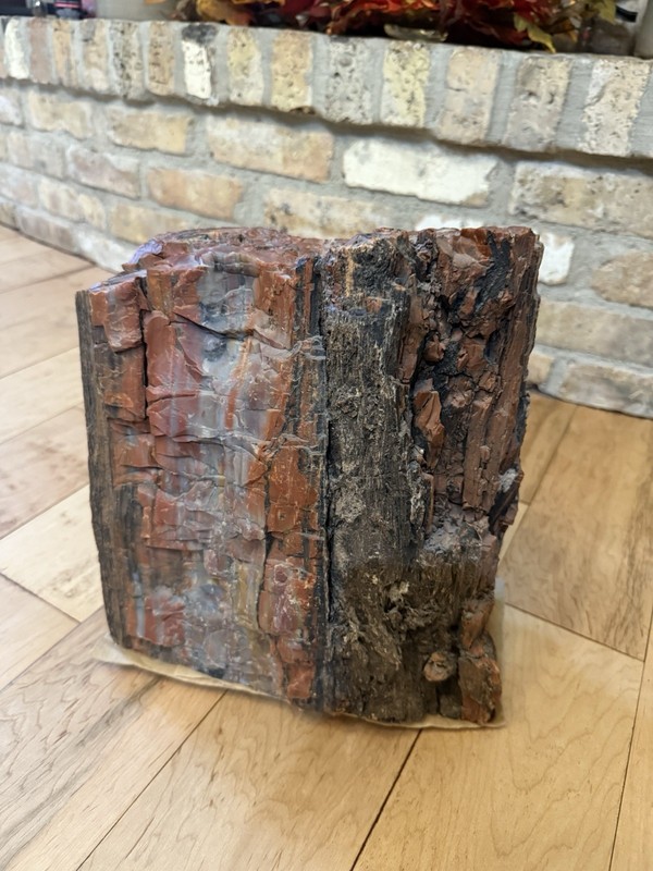 44 Lb.  Arizona Rare Natural petrified wood