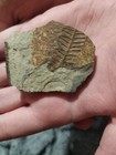 Fossil — photo 1