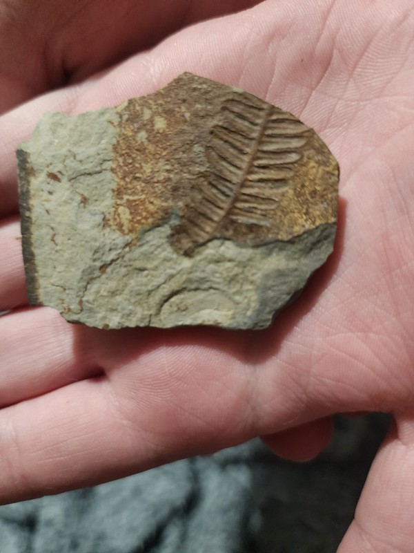Fossil