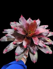 Neoregelia  Royal Burgundy    Large Young Bromeliad   Approx. 13  Wide