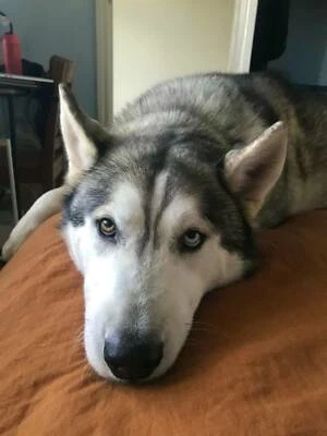 Siberian Husky Dogs Puppies Gumtree Australia Melbourne City Carlton 1256310232