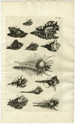 Antiker Druck-MUREX-FELSSCHNECKE-MUSCHEL-WEICHTIERE-Rumphius-Maria Sybilla Merian-1741