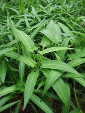 Water Spinach Seeds Aprox 100 ????????,thai, Kolmi Shak Morning Glory 100 Seeds