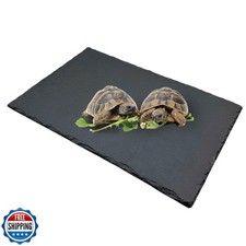 Reptile Basking Platform Turtle Rock Plate 11.8''X7.8'' Feeding Platform Food