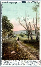 Postcard - Field Avenue - County Road - Pathway - Nature/Landscape Scene