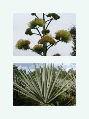 Sisal Agave -Agave sisalana- 1000 Samen *Frosttolerant* | eBay